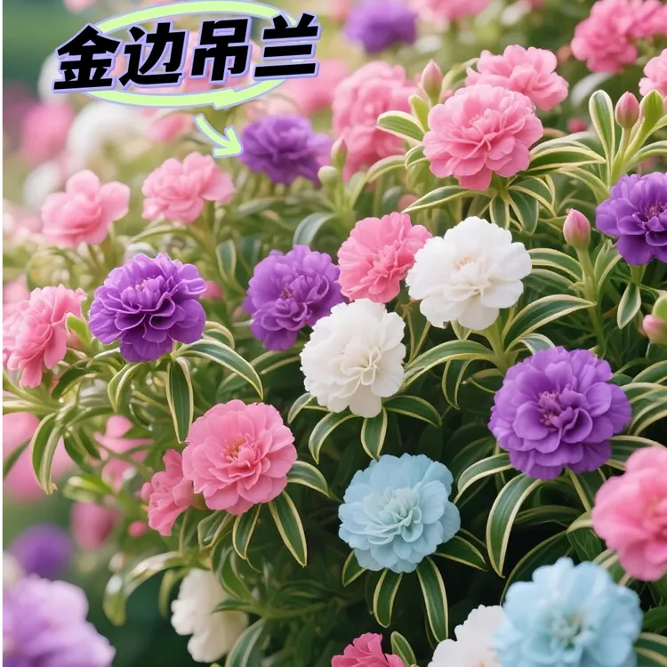 金边吊兰金边金心吊兰花种球四季种植办公室吸甲醛植物花卉