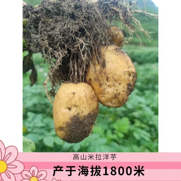 贵州纳雍高山黄皮黄心洋芋本地米拉洋芋产于海拔1800米土豆