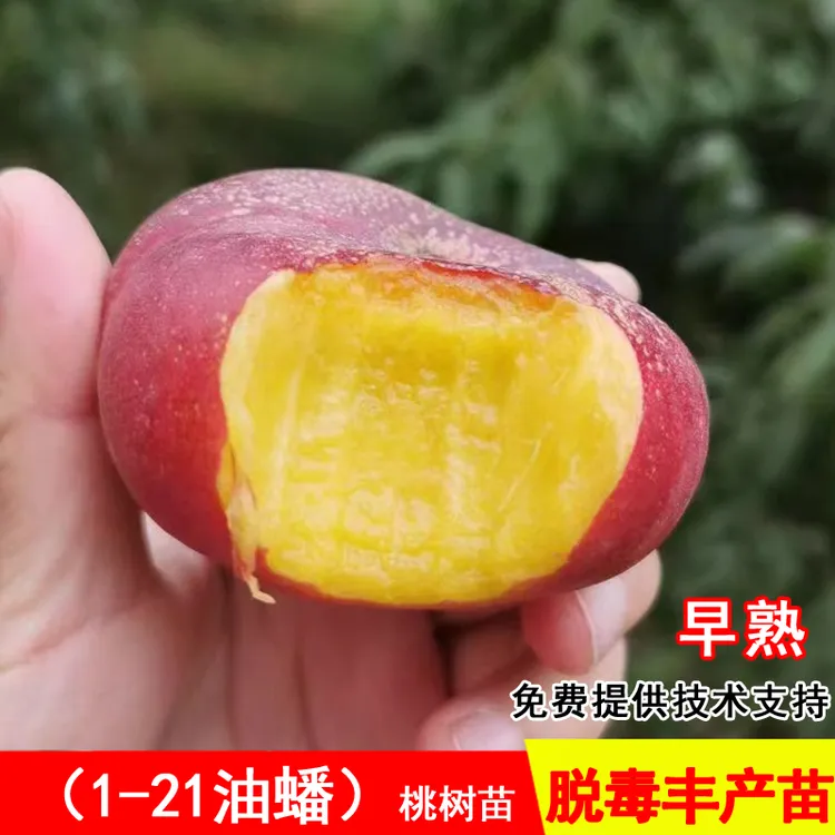 嫁接1-21油蟠桃树苗特大早熟脆甜黄肉桃苗北南方种当年结果果树苗