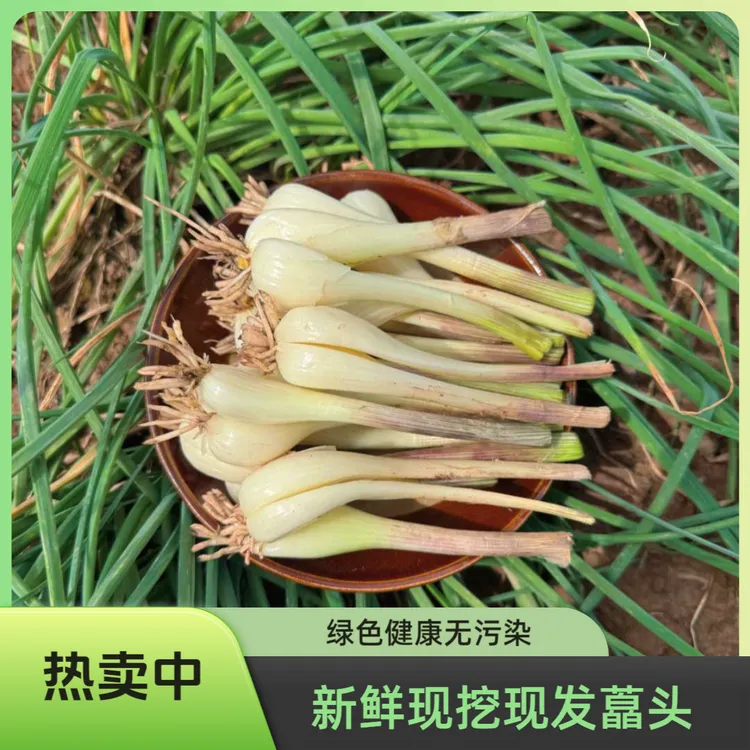 四川农家种植新鲜藠头荞头老品种现挖现发可腌制做泡菜下饭菜