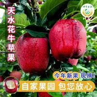 【脆粉两吃】甘肃天水花牛苹果新鲜苹果产地直发