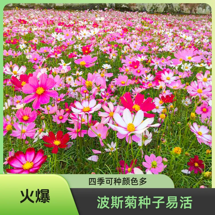 【源头厂家波斯菊种子】格桑花种子月见草七彩四季开花波斯菊种子