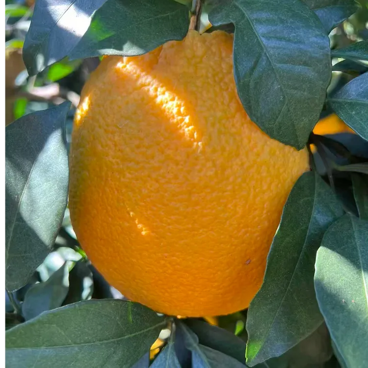 芷宗赣南脐橙新鲜水果现采现发鲜甜多汁