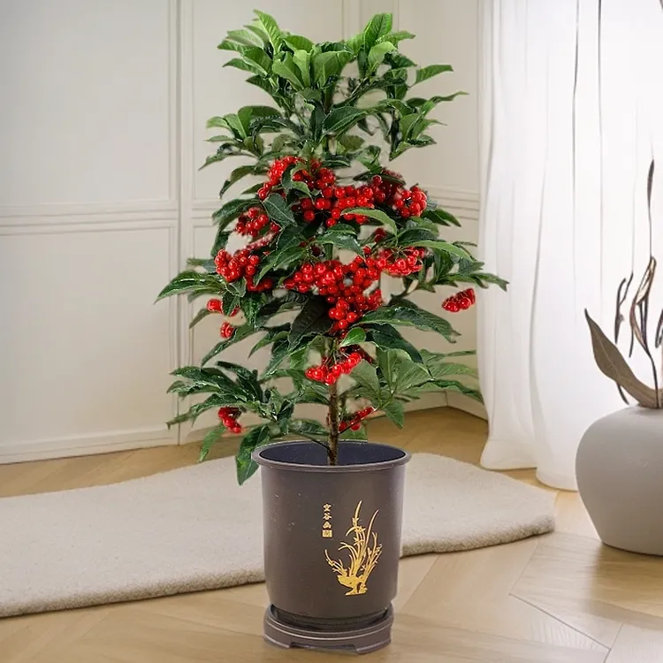 富贵籽绿植盆栽室内万两带果盆栽绿植四季好养办公室花卉盆栽