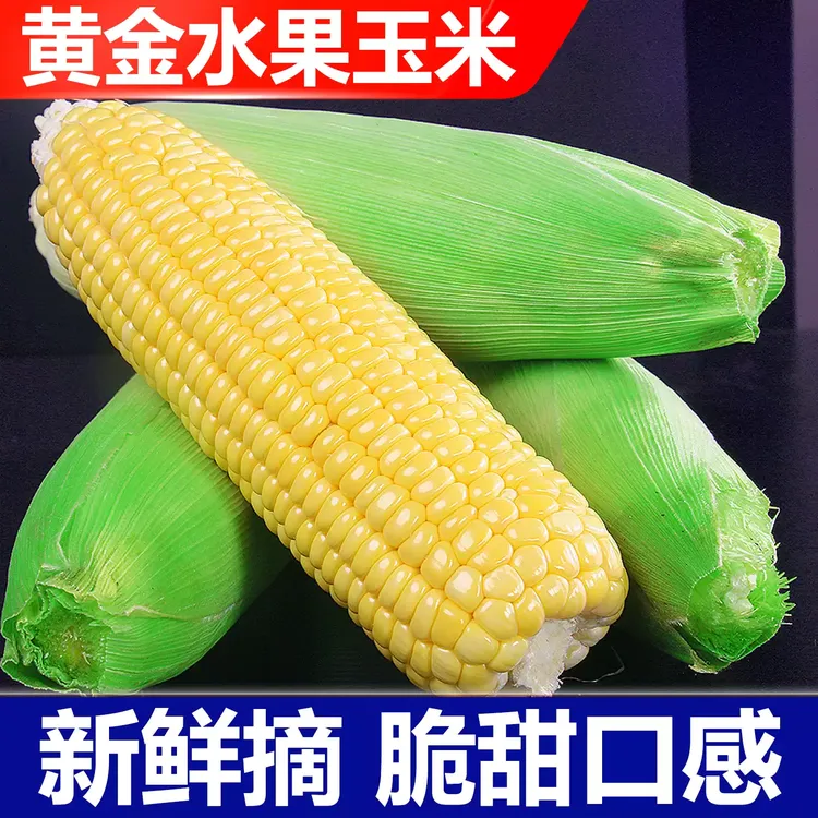 新鲜现摘黄金水果鲜玉米甜脆生吃代餐玉米棒产地直供水果玉米