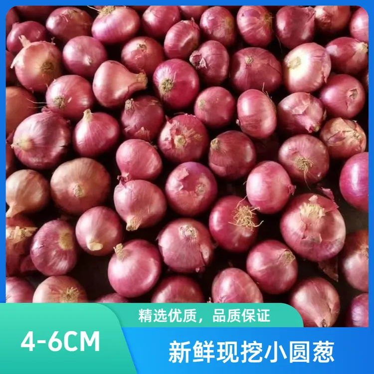 小洋葱【小果洋葱】紫红洋葱新鲜现挖红皮紫皮圆葱葱头水果批发洋葱