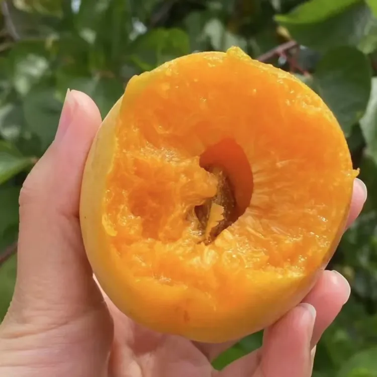 【帝王杏树苗 】优质杏树 庭院植物盆栽地栽阳台庭院四季种植