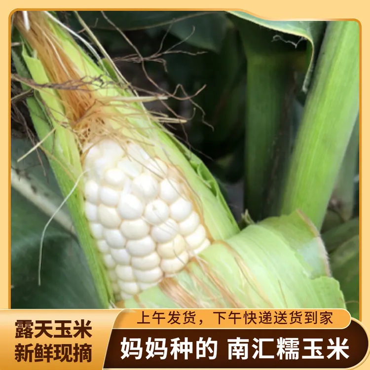 上海南汇宣桥本地玉米整箱新鲜白糯玉米代餐带壳现摘现发非转基因