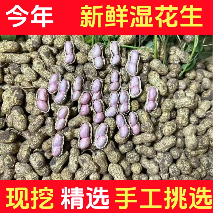 2025年带泥鲜花生今年现挖现卖新鲜湿花生现摘带壳五斤带皮生花生