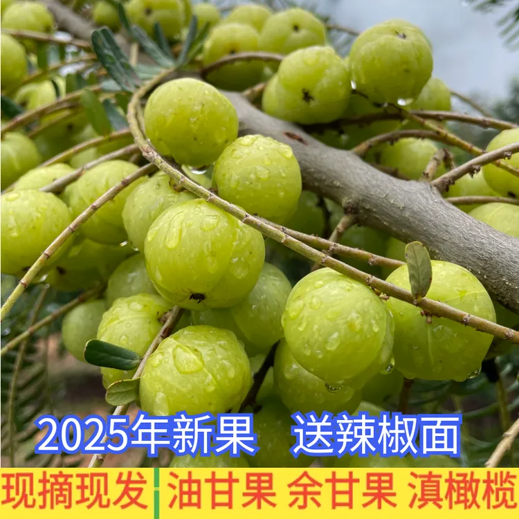 云南滇橄榄果丰收季新鲜采摘余甘果青皮油柑孕妇酸水果生吃泡酒