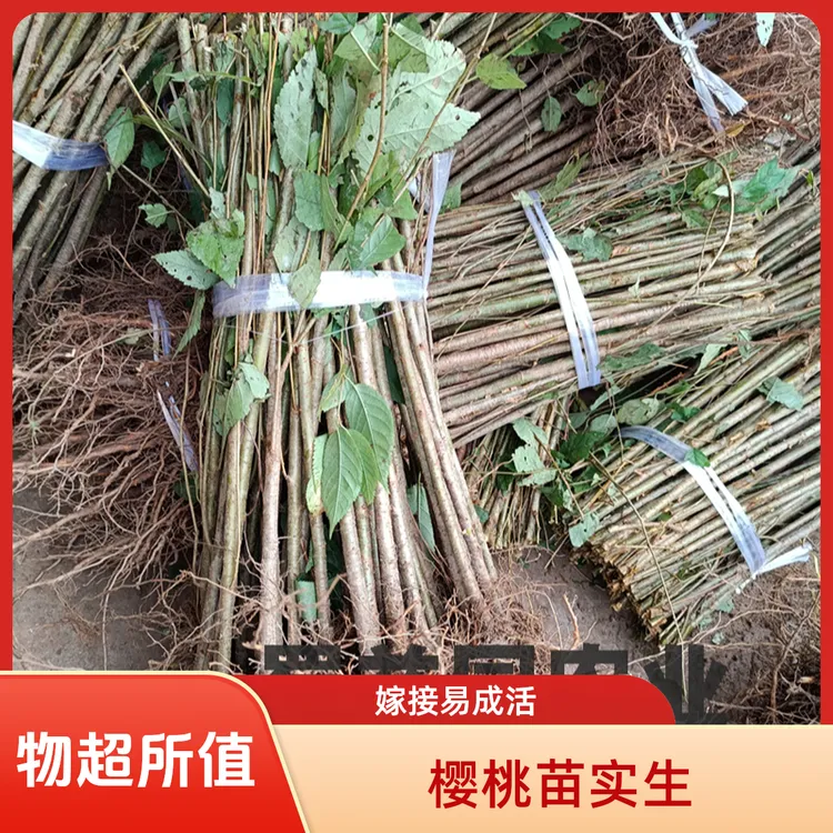 大青叶实生苗野樱桃树苗樱桃砧木母本苗用于占地嫁接樱桃树包技术