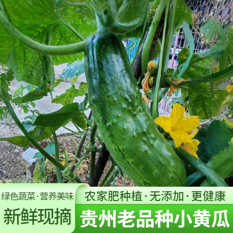 贵州新鲜现摘旱黄瓜清甜脆嫩多汁可当水果吃