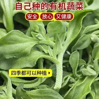 【全店满5元包邮】水晶冰菜种子冰草绿心蔬菜冰晶菜新鲜盆栽菜种籽