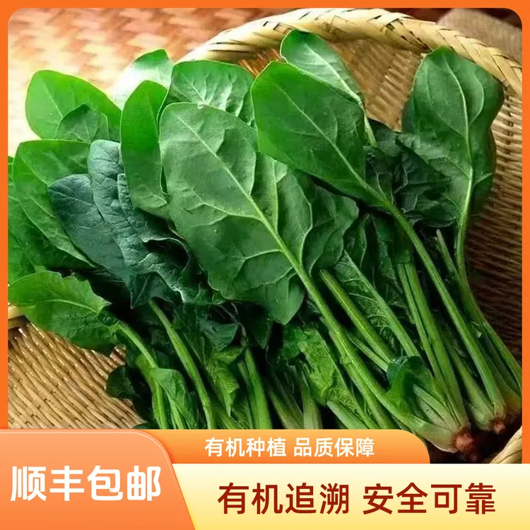 顺丰有机菠菜有机高叶酸菠菜新鲜当季蔬菜现摘现发小青菜