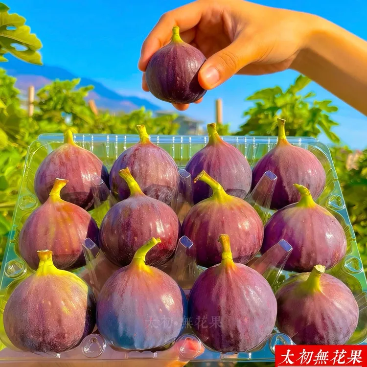 ［顺丰包邮］云南新鲜无花果鲜果现摘饱满精选大果1-5斤