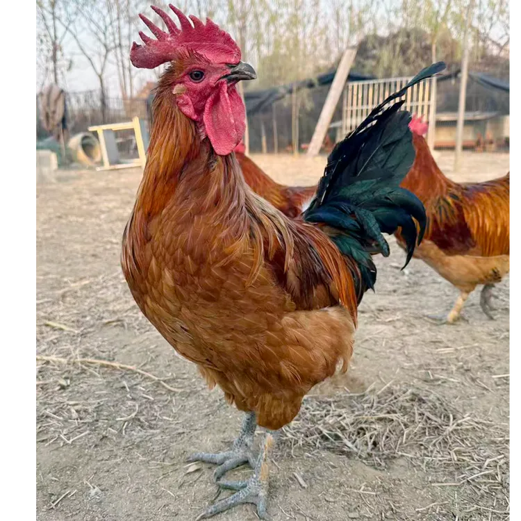 农家放养1年毛重5斤以上老公鸡现抓现杀肉质紧实顺丰冷链包邮