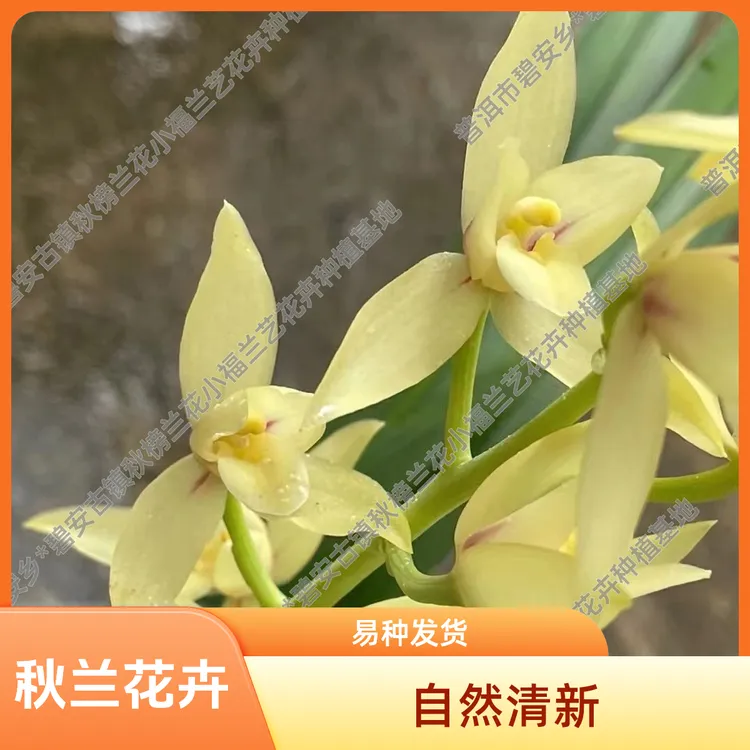 直播间一物一拍花卉兰草花兰花