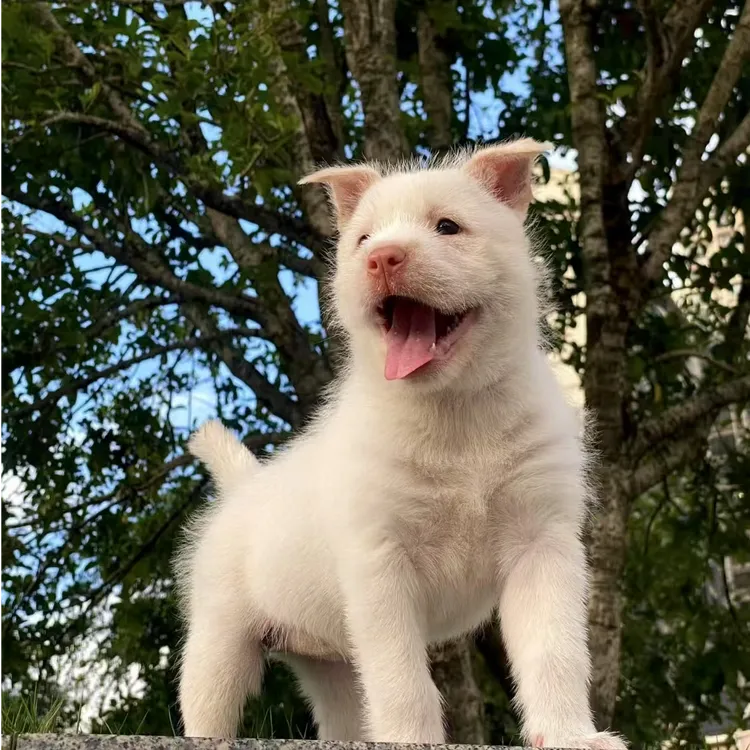 阿凯田园犬下司犬直播间活体链接【一物一拍】