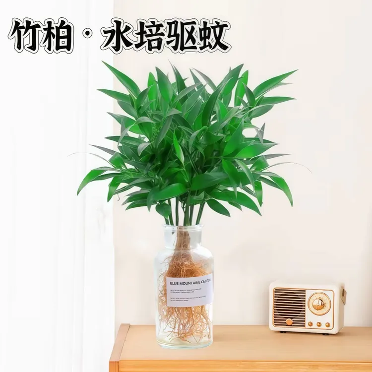 竹柏富贵竹绿植水培水养阳光办公室桌面四季常青栀子客厅室内清仓