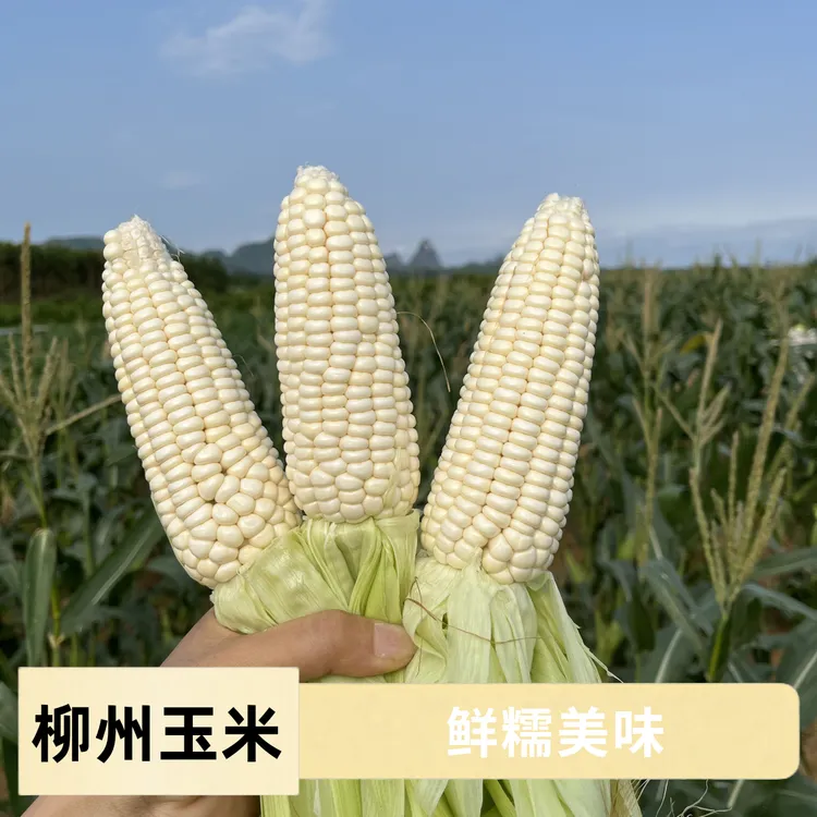 【鲜糯】柳州新鲜现摘白糯玉米食用小香糯玉米棒露天种植现摘包邮