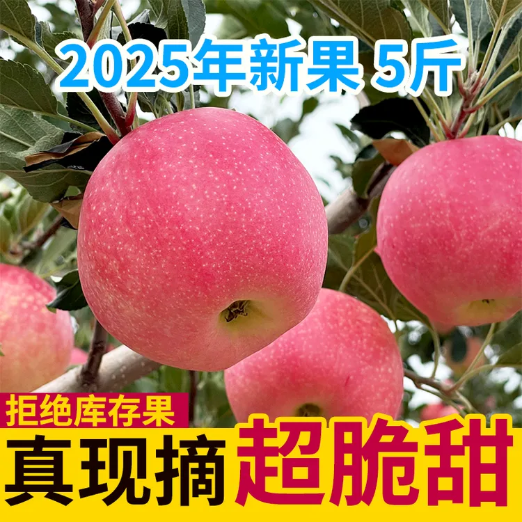 5斤早甘肃2025年新鲜红富士苹果皮薄肉厚水果脆甜可口产地直发