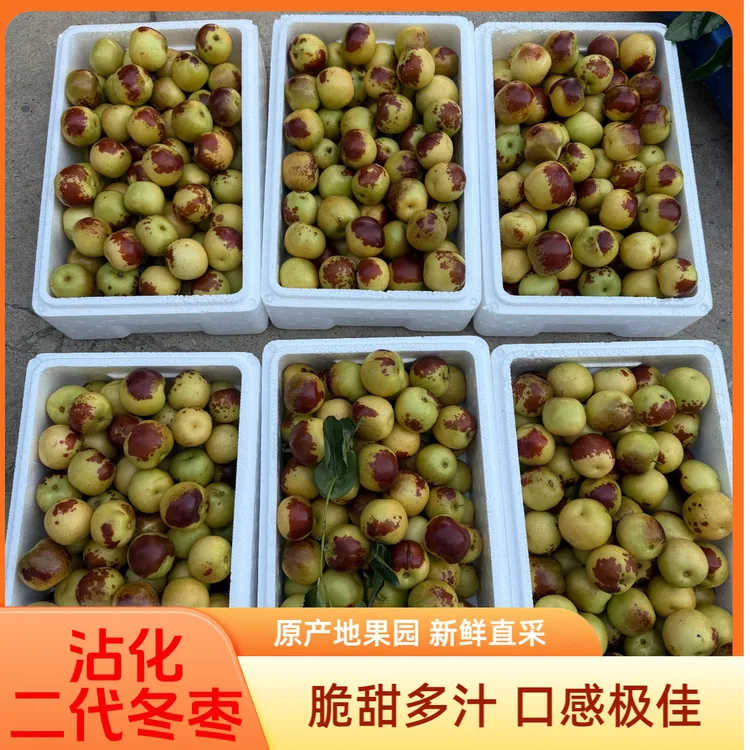 沾化二代冬枣 脆甜多汁 原产地果园 现摘现发
