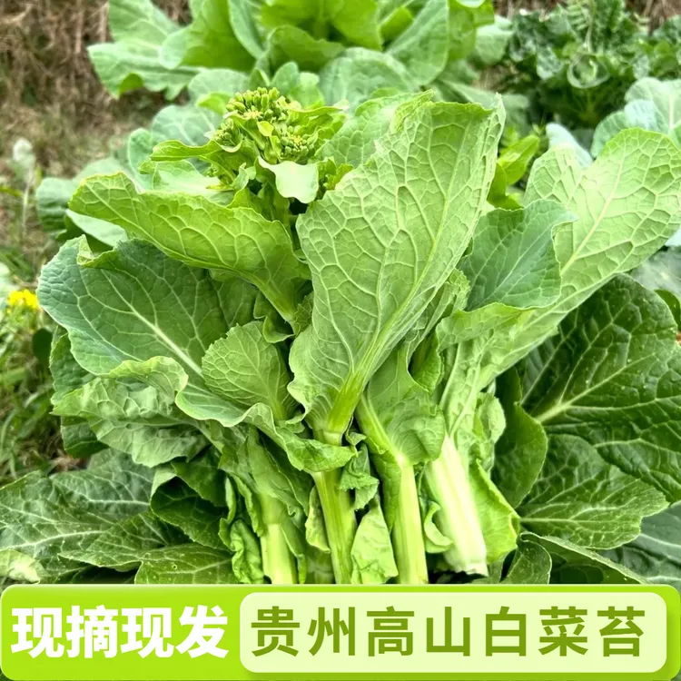 【贵州鲜嫩白菜苔】高山白菜苔现摘农家菜露天种植菜心菜苗时令当季