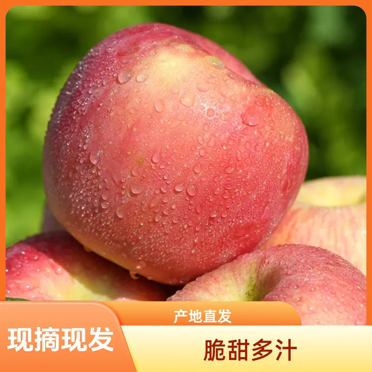 头茬新果山西运城现摘红富士苹果脆甜多汁产地直发新鲜水果