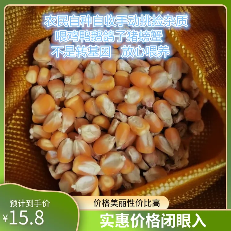 2024年苏北玉米粒喂鸡鸭鹅鸽子鸟类禽类喂猪喂螃蟹5斤纯玉米原粒