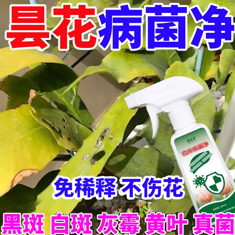 昙花黄叶病病菌净昙花黑斑白斑灰霉黄叶白粉病免稀释直喷型营养液