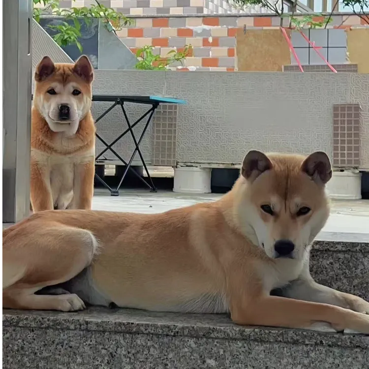 广西田园犬（黄狗白面）活体狗狗链接