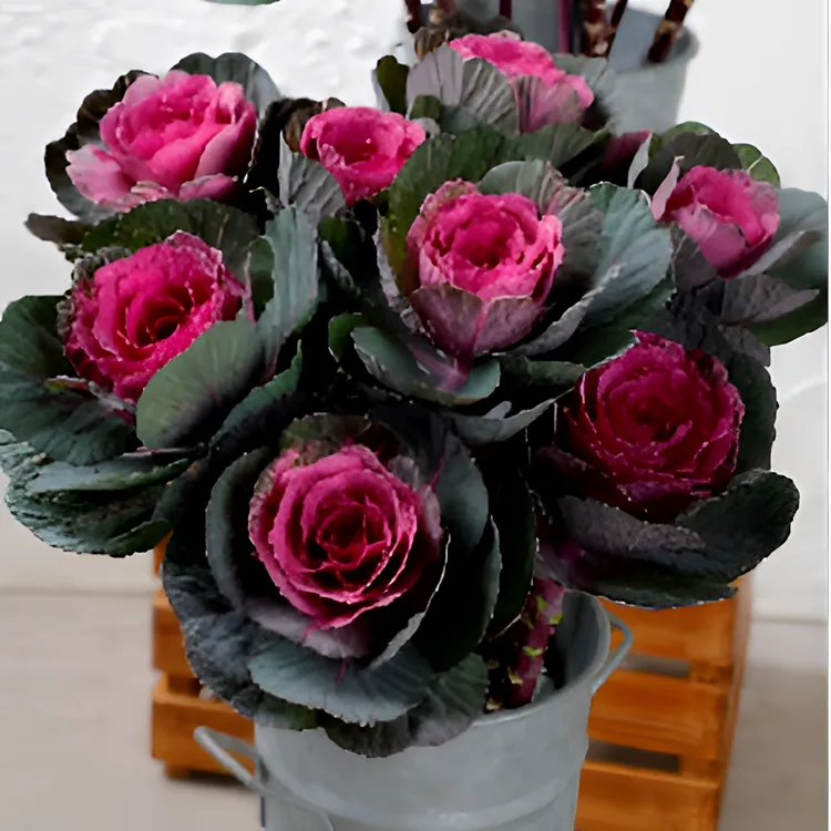 多头玫瑰甘蓝盆栽庭院花卉耐寒耐晒易养好活可养老桩