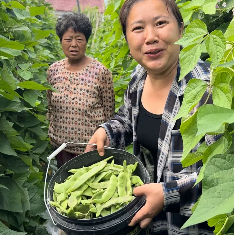 东北油豆角新鲜现摘现发开锅烂3斤起