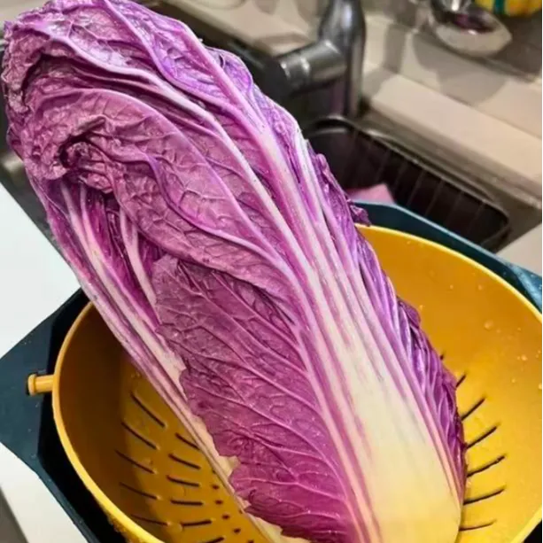 山东紫罗兰大白鲜嫩爽口菜种子富含花青素观赏