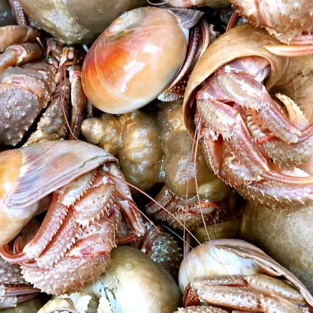 大连【虾怪】保鲜不保活【大小不匀】个别虾怪壳里有“沙虫”介意慎拍