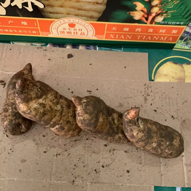 云南昭通小草坝天麻新鲜彝良小草坝乌天麻1斤3斤包邮