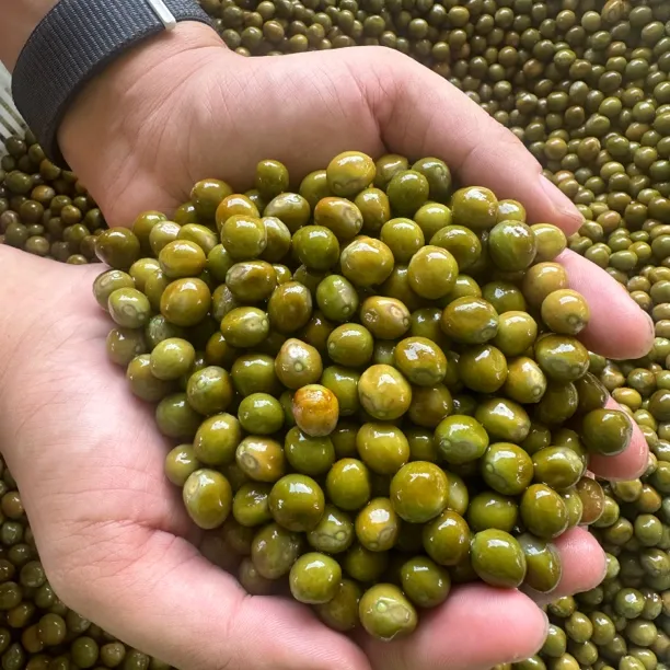 2025新鸡头米芡实中大特大籽打磨信阳潢川特产1到5斤真空包装