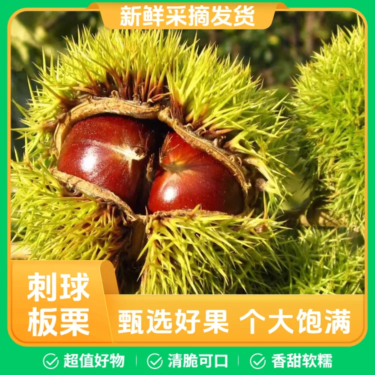 2025新鲜板栗球带刺壳栗包生鲜板栗带外壳新鲜板栗毛栗子刺球