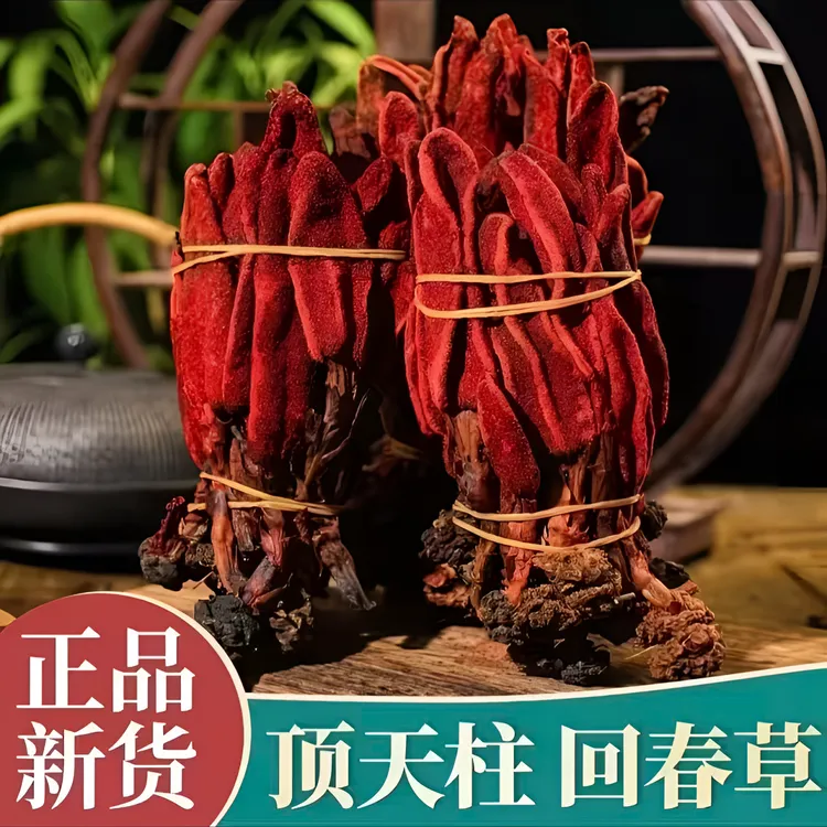 云南野生回春草顶天柱中药材可泡水泡酒煲汤的精选正品
