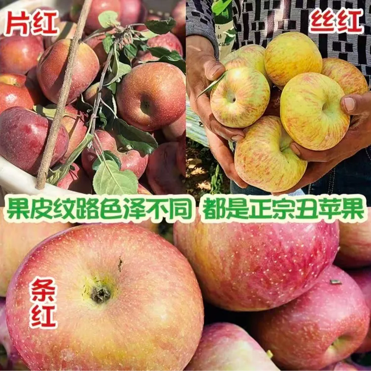 「香菜果园」大凉山盐源卫城冰糖心丑苹果新鲜脆甜应季