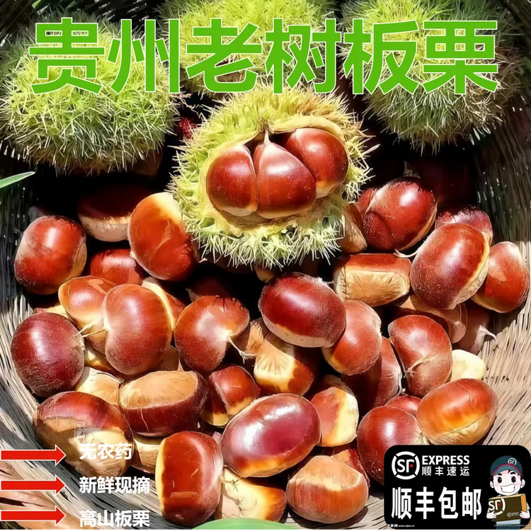 贵州高山老树优质好剥皮老品种板栗