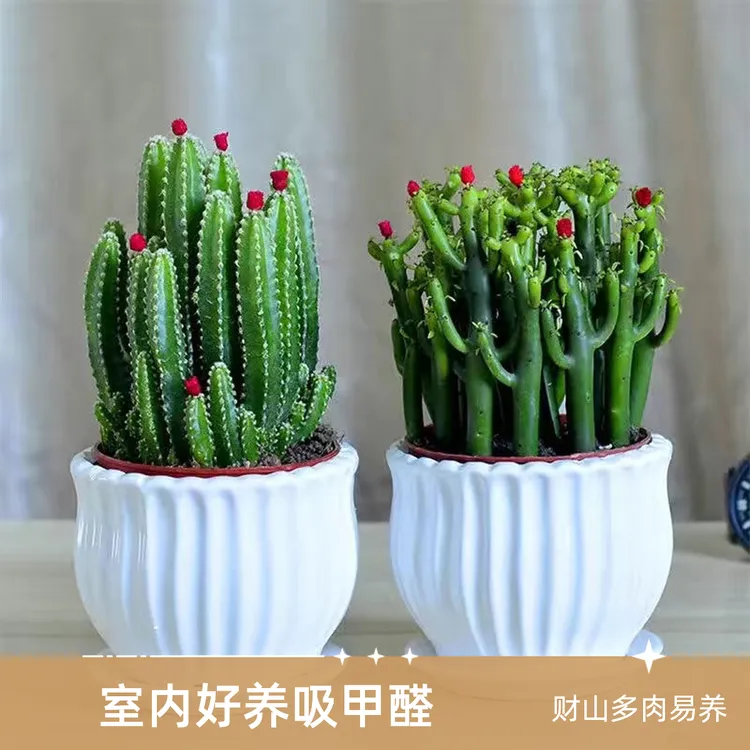 万重山聚财山多肉植物仙人掌盆栽客厅绿植花卉室内水养好养吸甲醛