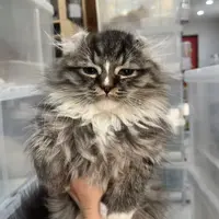 来了姊妹-棕虎斑加白卷耳猫 弟弟 28