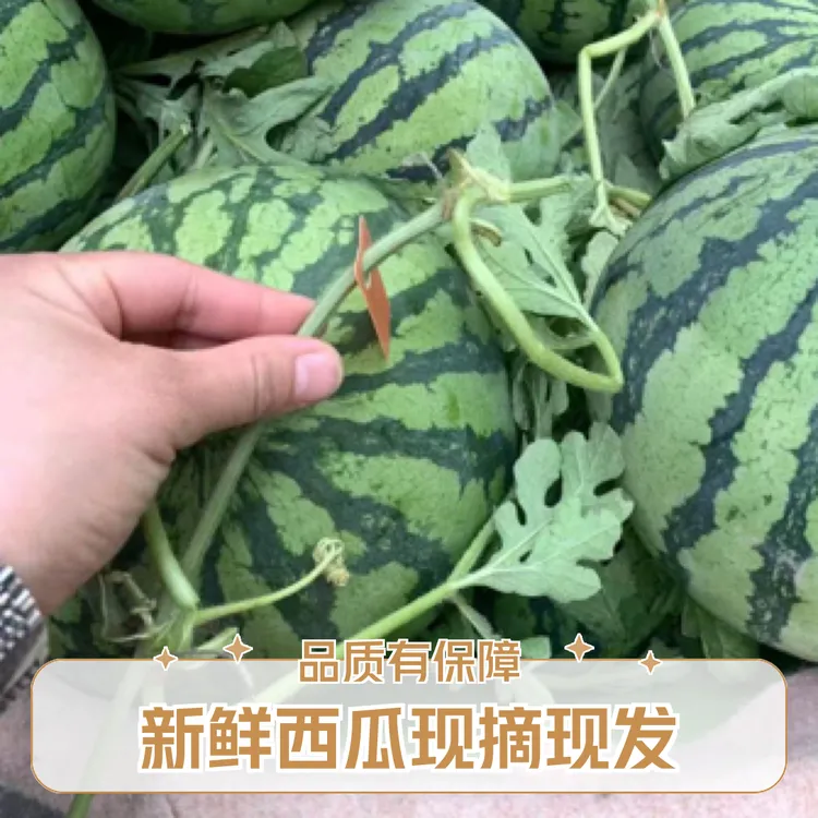 南汇正宗本地8424西瓜(京东到家)