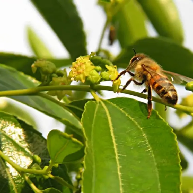 孙家坡天然成熟蜂蜜不掺假农家原蜜枣花蜜2025新蜂蜜过滤500g