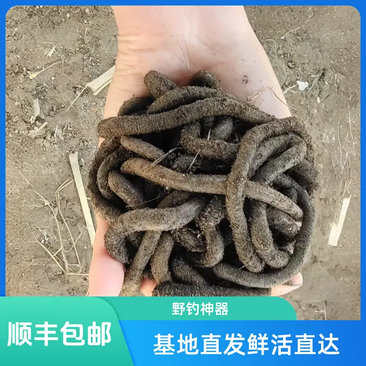 鲜活青蚯蚓黑蚯蚓浓腥味钓鱼黄鳝鲶鱼活饵专用蚯蚓活饵饵料包邮