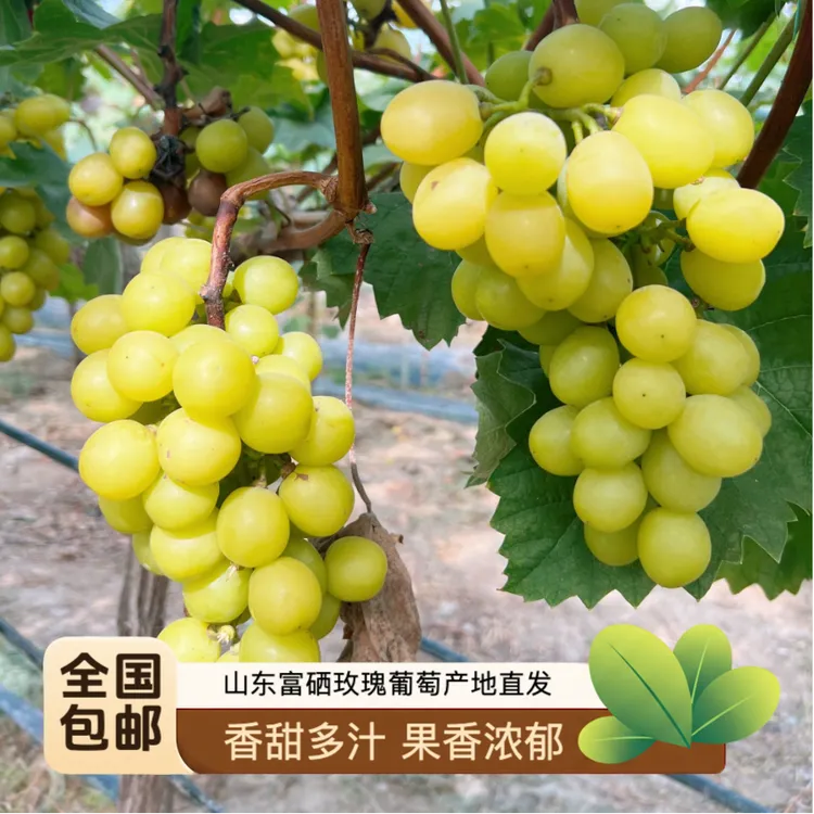 富硒黄金玫瑰阳光玫瑰葡萄香甜口味新鲜现摘当季水果全国包邮