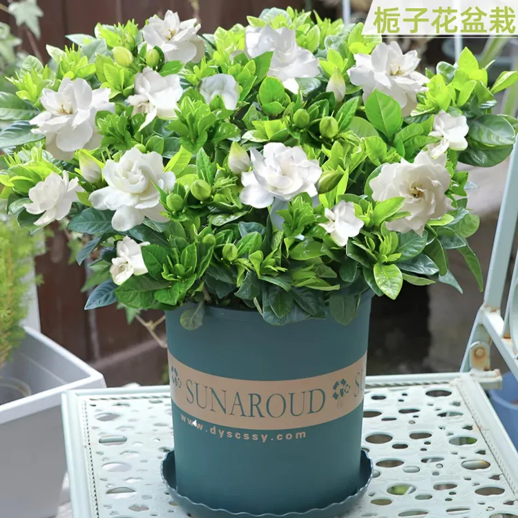 大叶栀子花盆栽幼苗浓香型花卉绿植开花芳香庭院阳台植物花卉商品图