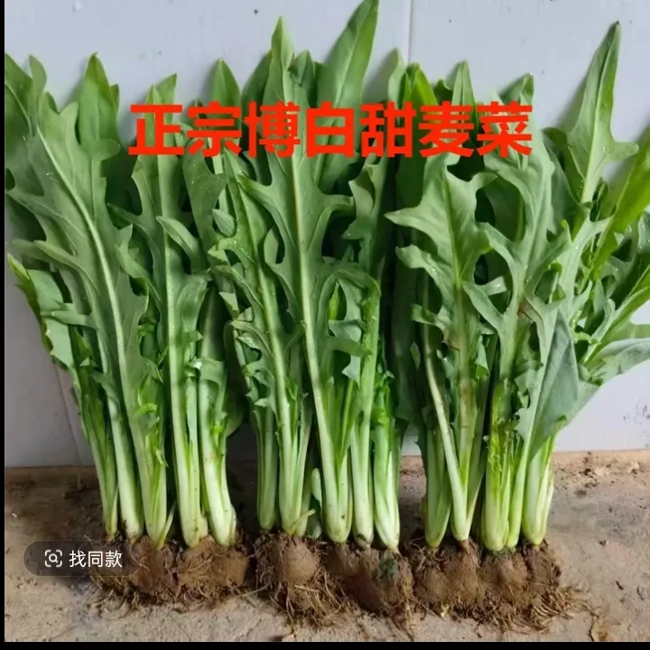 正宗博白甜麦菜带根新鲜蔬菜清甜可口脆嫩清甜农家自种直发