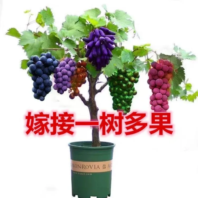 一树三品葡萄树苗原盆原土带叶发货盆栽地栽适合南方北方当年结果